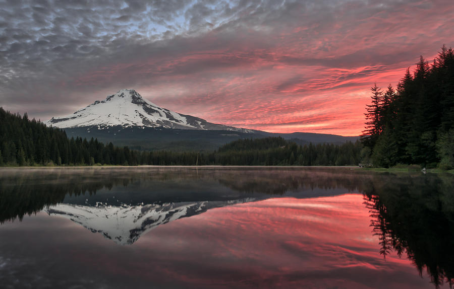 Nature Photograph - Trillium Sunrise by Brian Bonham