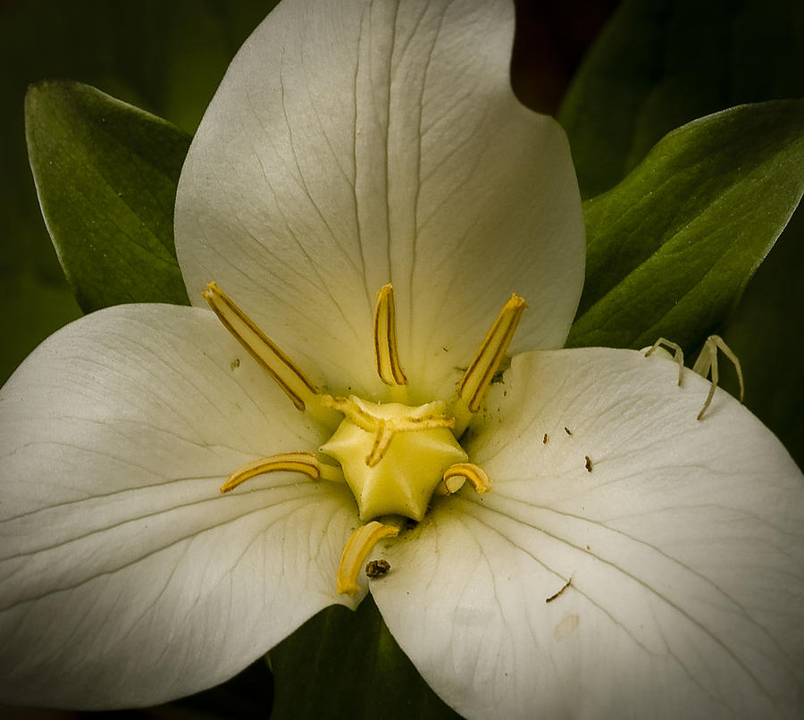 Trillium with Spider Photograph by Jean Noren