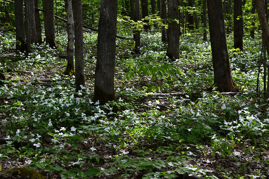 Trilliums Deep in the Forest  Photograph by Lyle Crump