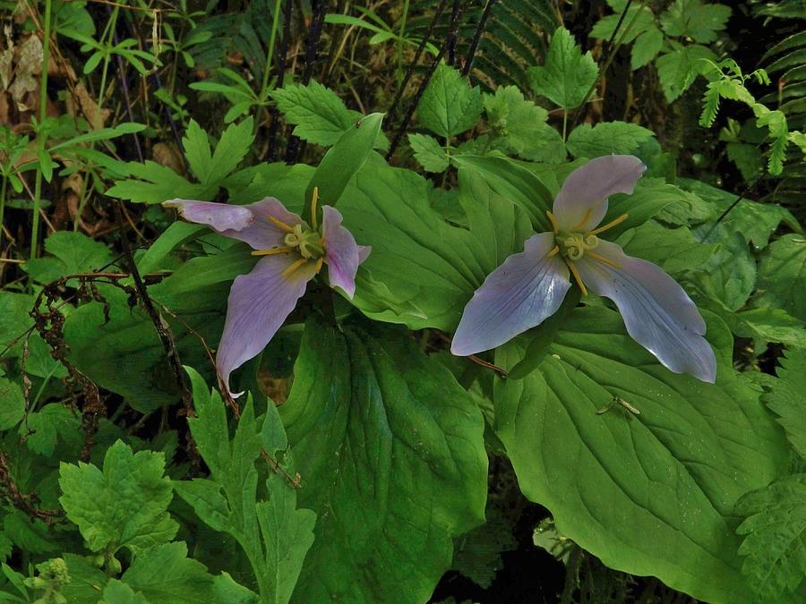 Trilliums of the Forest Photograph by Charles Lucas