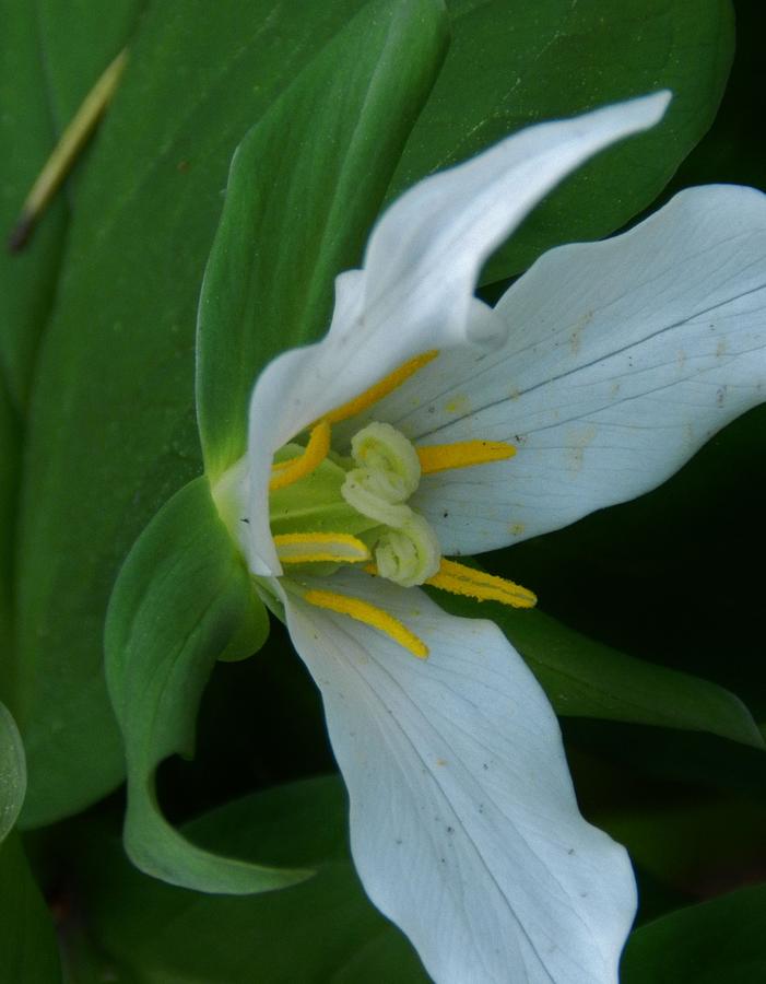 Trilliums Sound Photograph by Charles Lucas