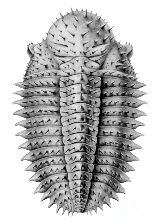 Trilobite Artwork Photograph by Science Source