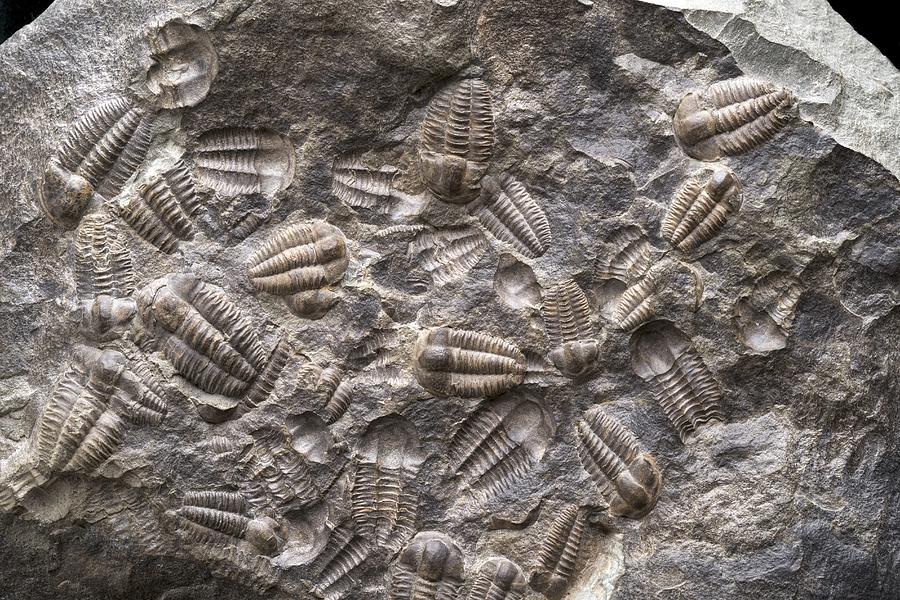 Trilobite Assemblage Photograph by Science Photo Library | Fine Art America