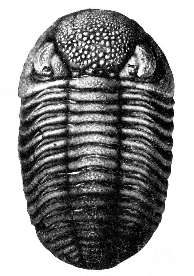 Trilobite Fossil Photograph by Science Source