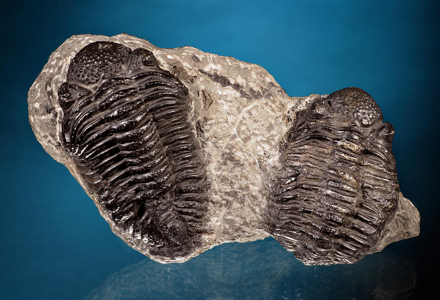 Trilobite Fossils Photograph by Er Degginger