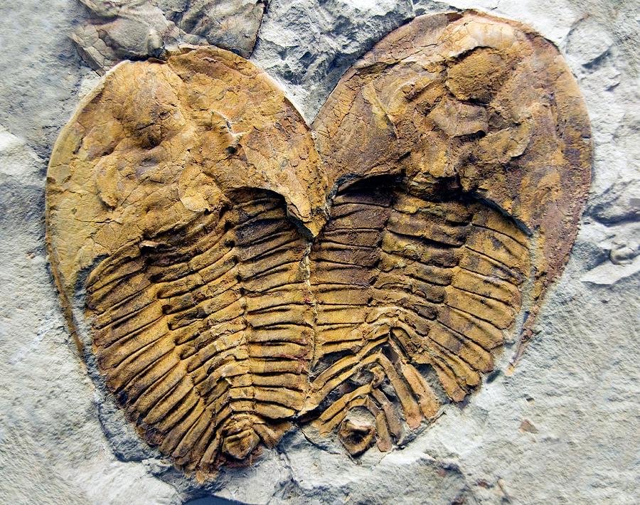 Trilobite Fossils