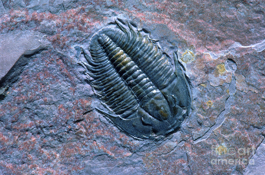 Trilobite Photograph by James L. Amos