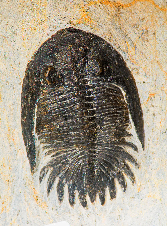 Trilobite Kayserops Photograph by Millard H. Sharp