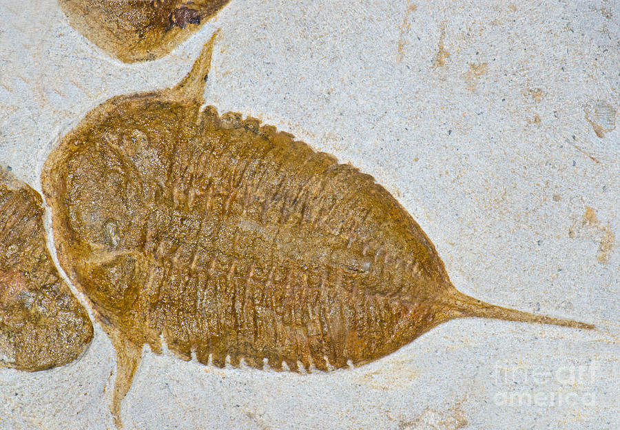 Prehistoric Photograph - Trilobite Nobili Asaphus Fossil by Millard H. Sharp