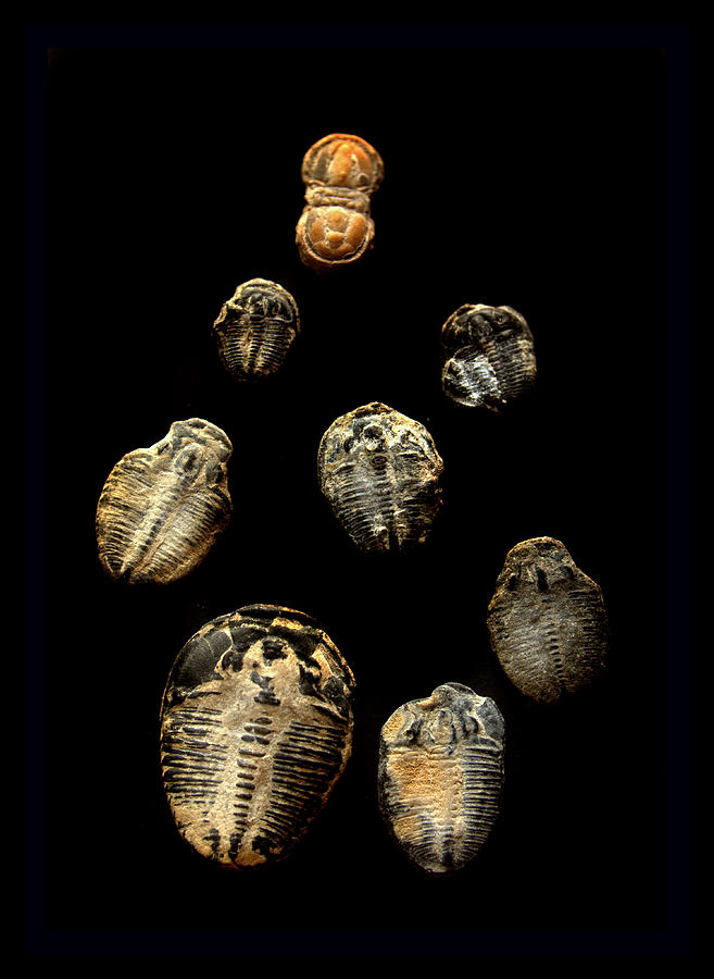 Trilobite Pack Photograph by Nathan Abbott