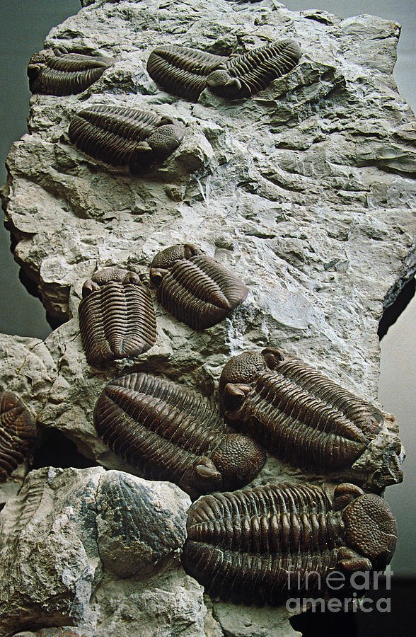 Trilobites Photograph by James L. Amos