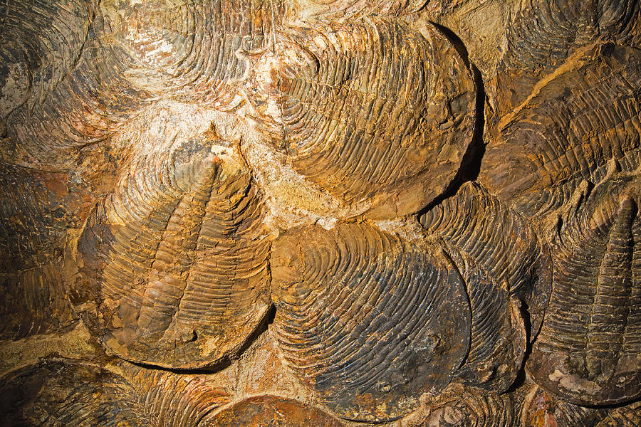 Trilobites Photograph by Millard H. Sharp