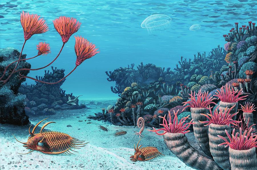 devonian period coral