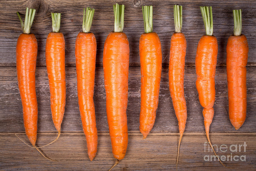 Trimmed carrots in a row Photograph by Jane Rix