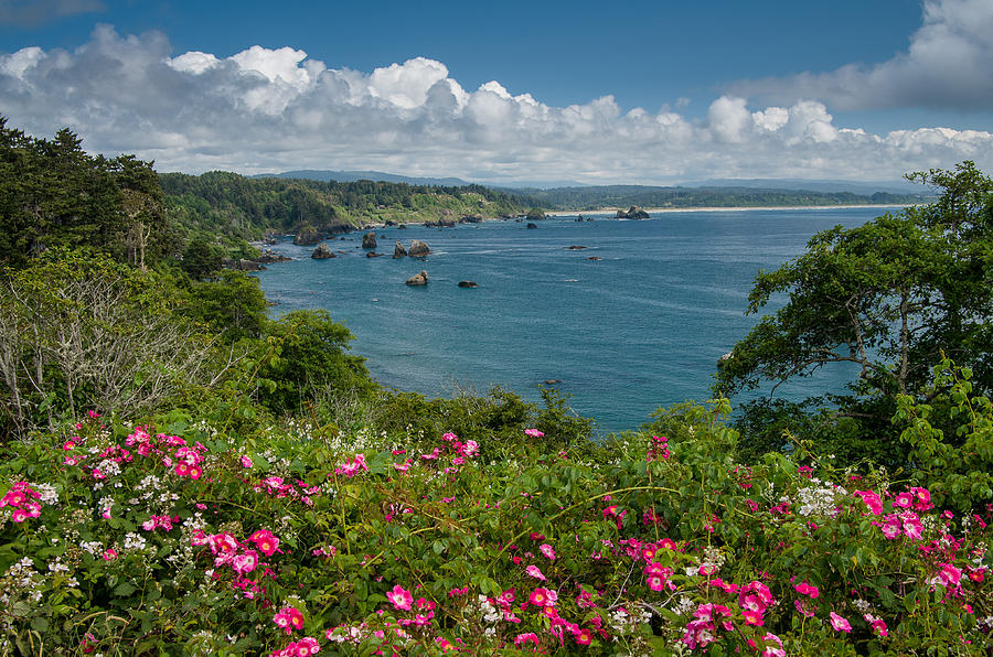 Trinidad Coast in Spring Photograph by Greg Nyquist