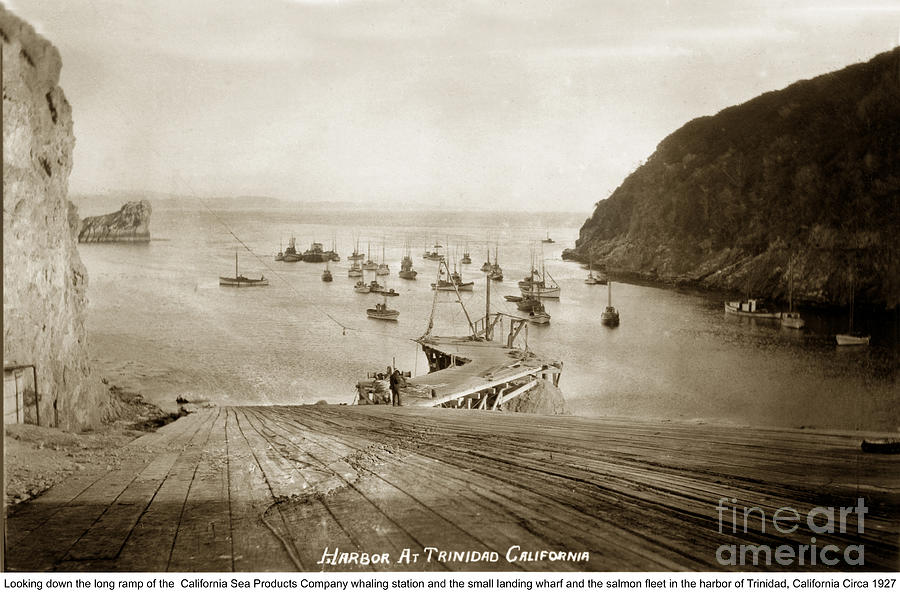 Salmon Photograph - Trinidad Harbor and fishing fleet California Circa 1927  by Monterey County Historical Society