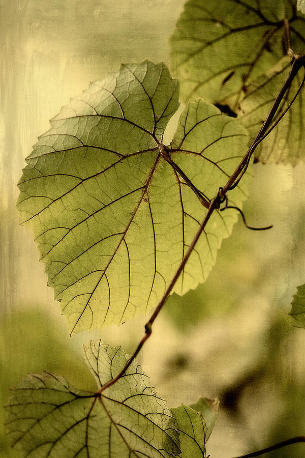 Nature Photograph - Trinity Grape Leaves by Amy Neal