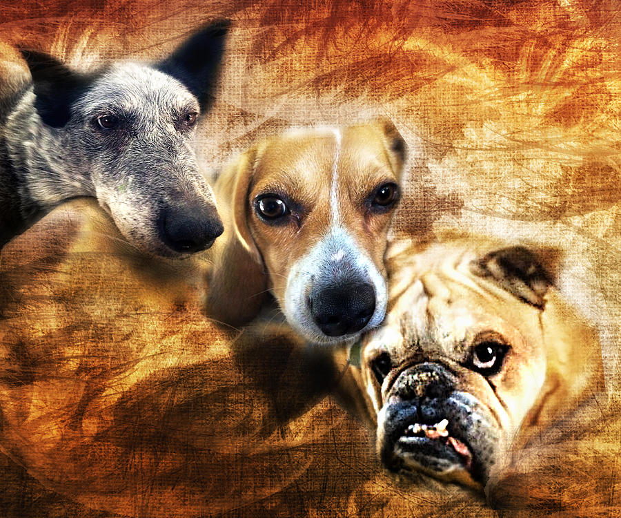 Dog Photograph - Trio by Camille Lopez