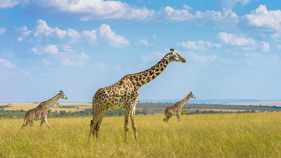 Giraffe Photograph - Trio Giraffes by Husain Alfraid