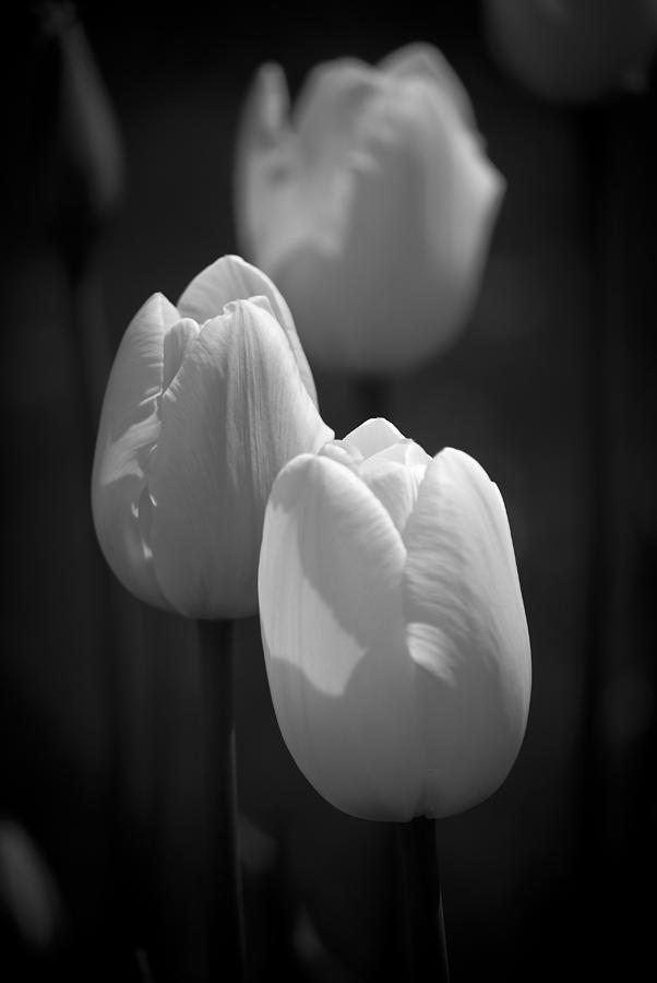 Tulips in Black and White Photograph by Peggie Strachan