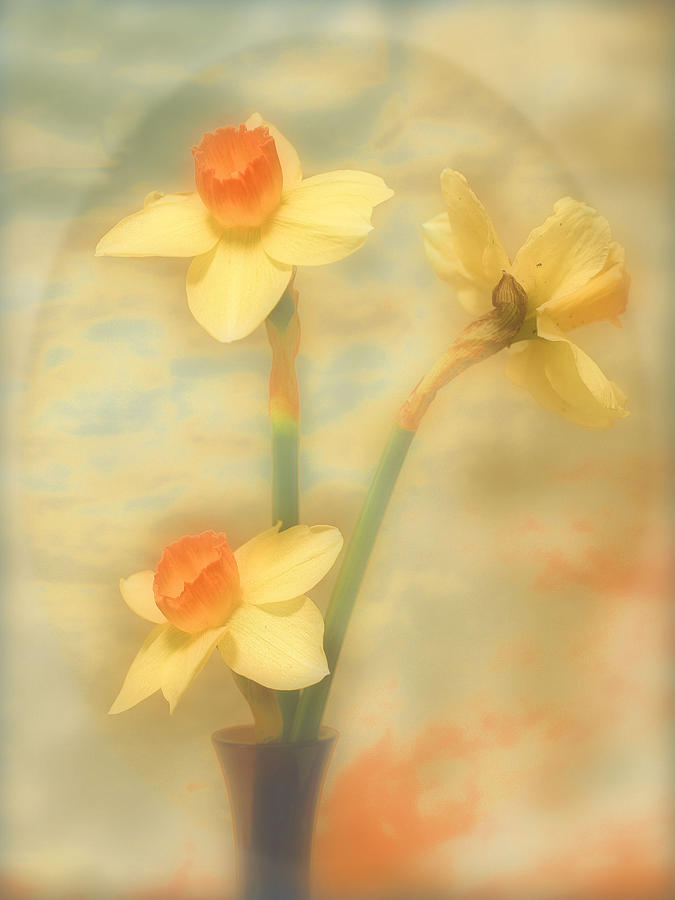 Flower Photograph - Trio by John Anderson