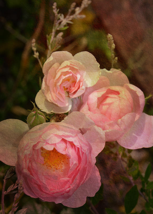 Trio of Antique Heirloom Roses Photograph by Carla Parris
