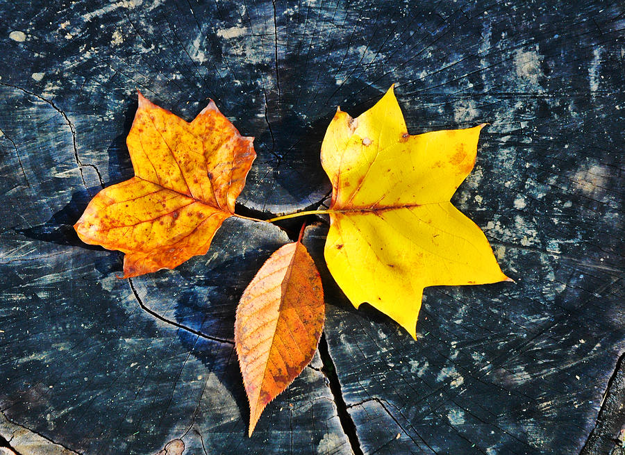 Trio of Autumn Leaves Photograph by Gary Slawsky