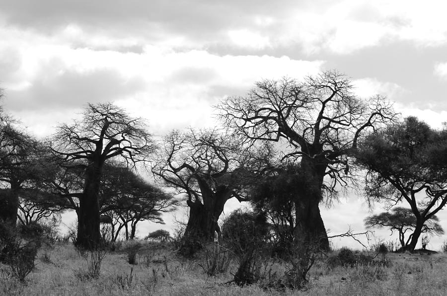 Trio of Baobabs Kenya Photograph by Tom Wurl