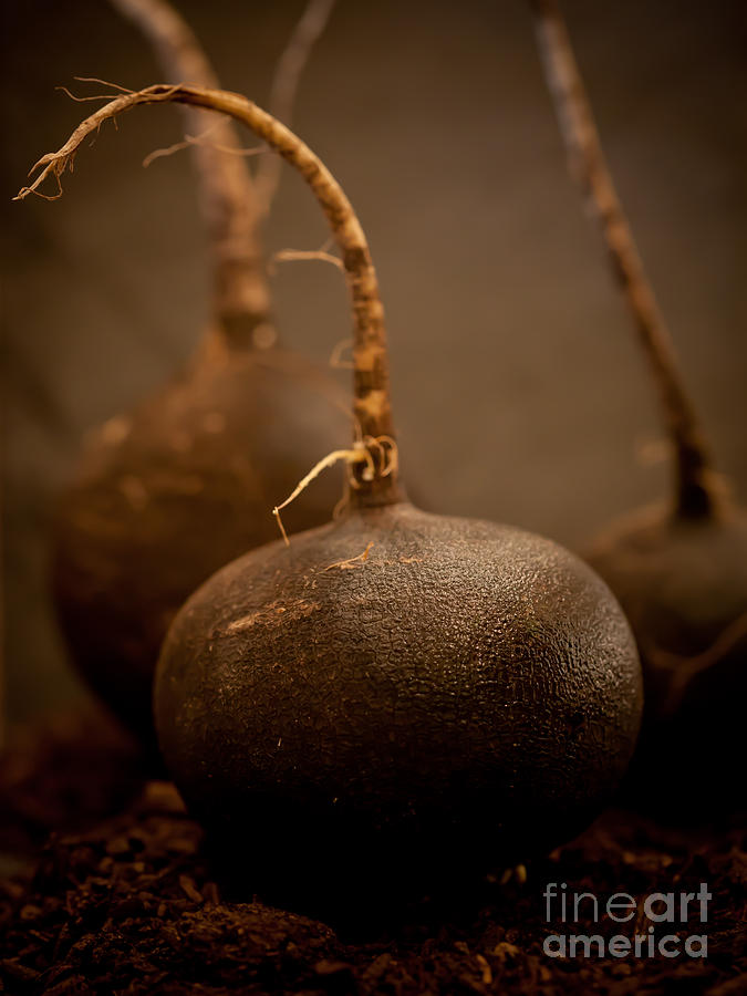 Trio of Black Radish Portrait by Patricia Bainter Trio of Black Radish Portrait by Patricia Bainter