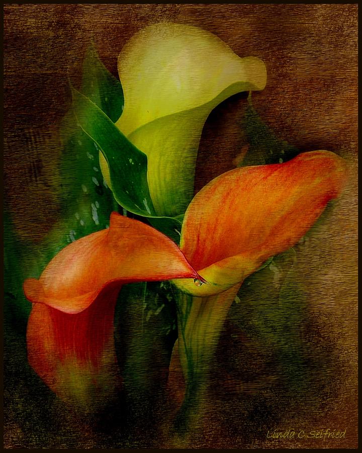 Trio of Calla Lilies Mixed Media by Linda Seifried