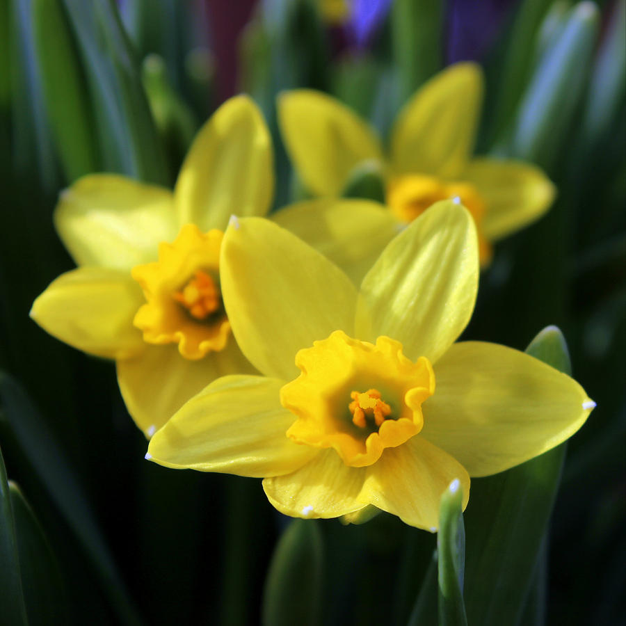 Flower Photograph - Trio Of Daffodils by Joseph Skompski