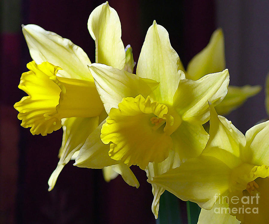Trio of Daffs Photograph by Joan-Violet Stretch