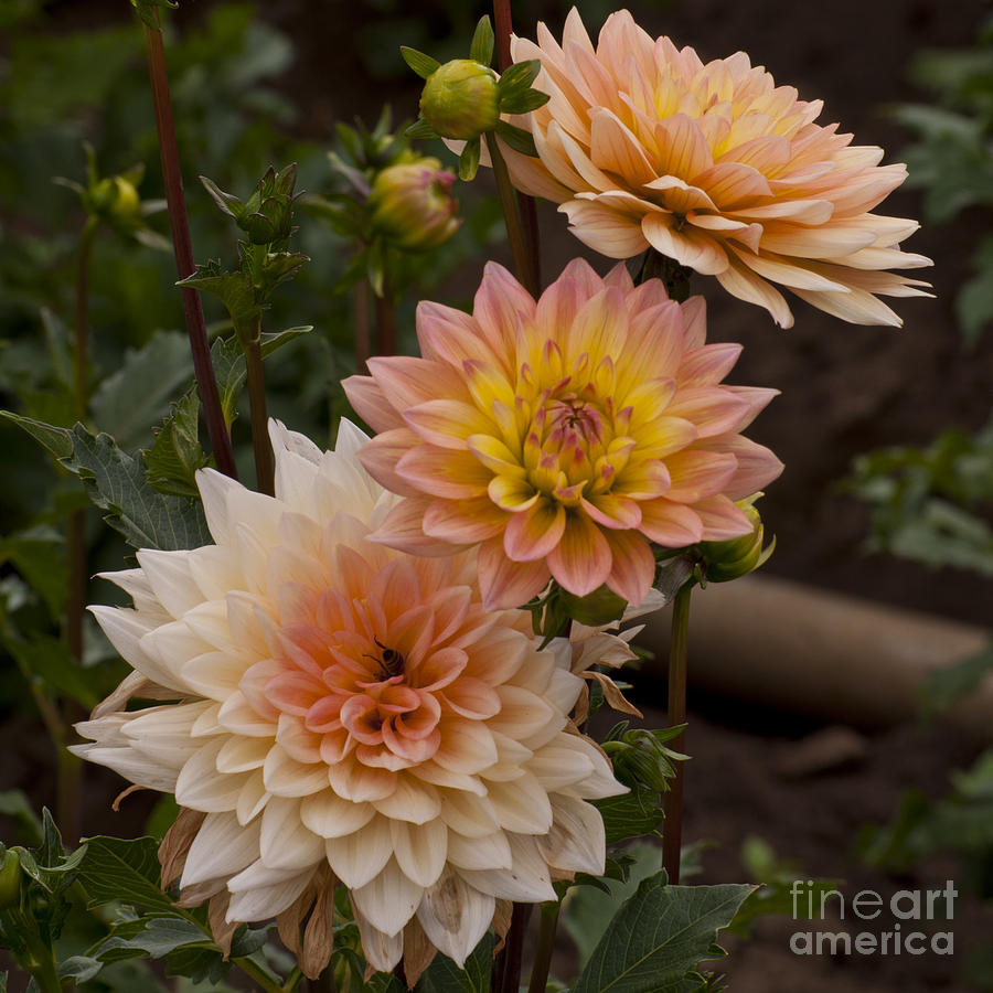 Flowers Still Life Photograph - Trio of Dahlias by M J