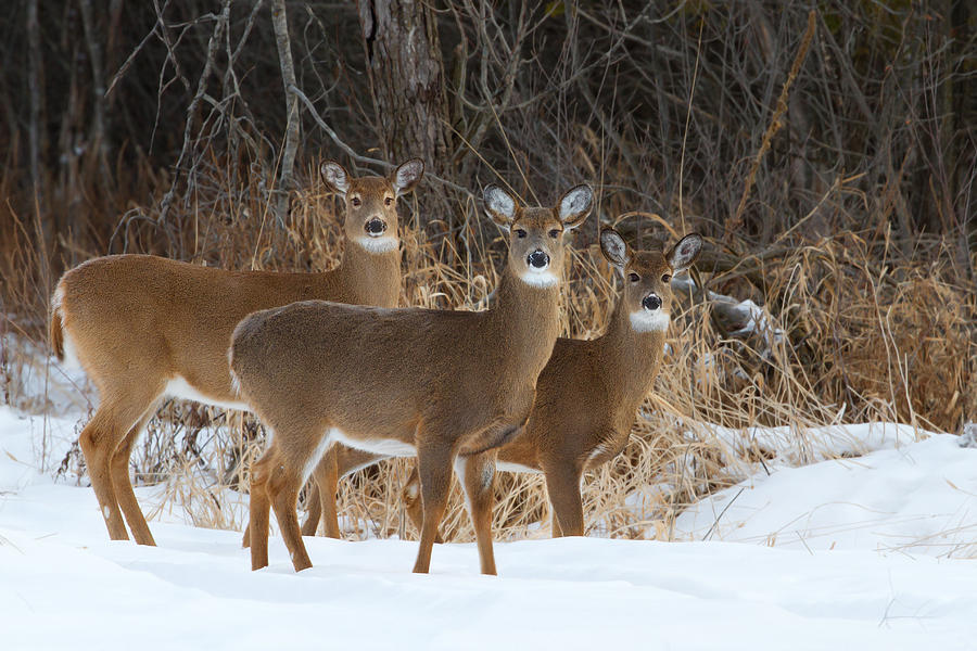 Trio of deer Photograph by Jim Cumming