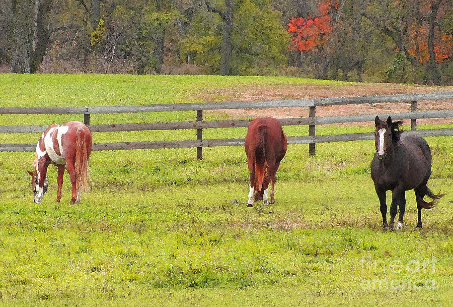 Horse Photograph - Trio of Horses In The Field by Minding My  Visions by Adri and Ray