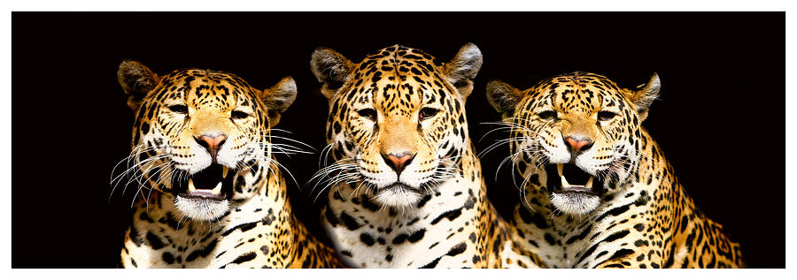 Nature Photograph - Trio of Jags by John Fotheringham