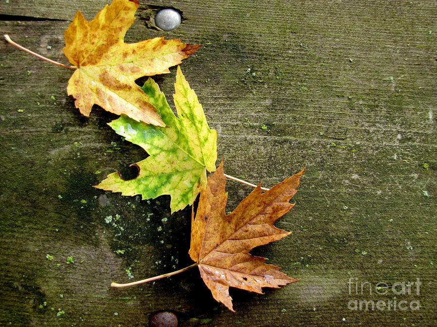 Trio of Leaves Photograph by Marilyn Smith