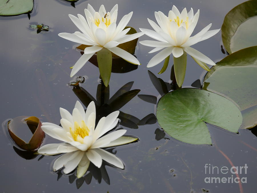 Trio of Lilies Photograph by Jane Ford