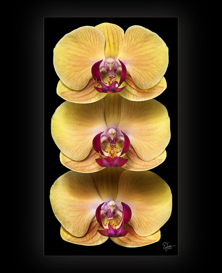 Trio of Orchids Photograph by Endre Balogh