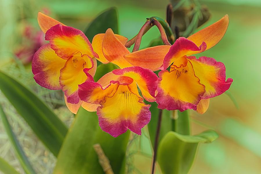 Orchid Trio  Photograph by Jade Moon