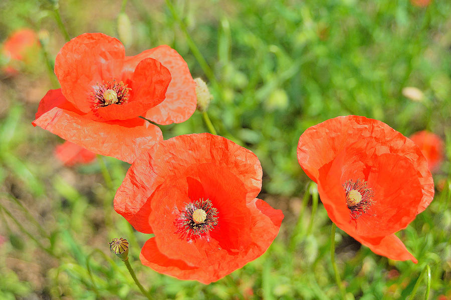 Poppies Photograph - Trio of poppies by Patrick Pestre Poppies Photograph - Trio of poppies by Patrick Pestre