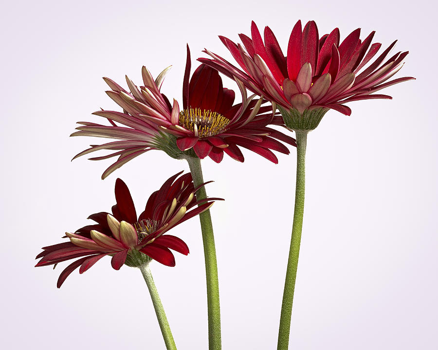 Trio of Red Gerbera Daisys Photograph by Jean Noren
