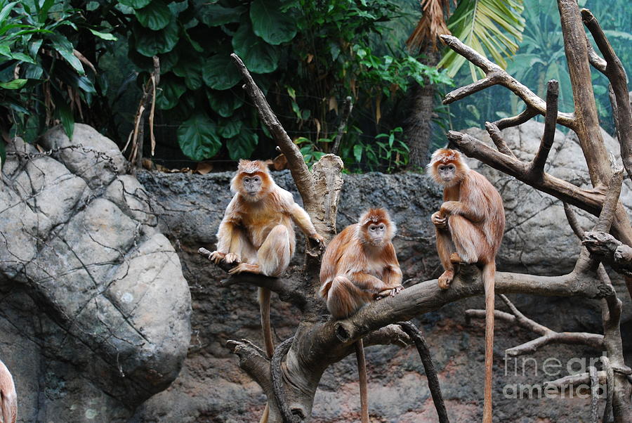 Trio of Red Langur Monkeys Photograph by DejaVu Designs