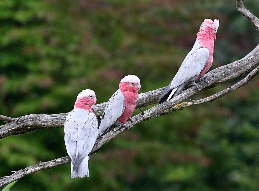 Trio of Roseate Breasted or Galah Cockatoos Photograph by Ger Bosma