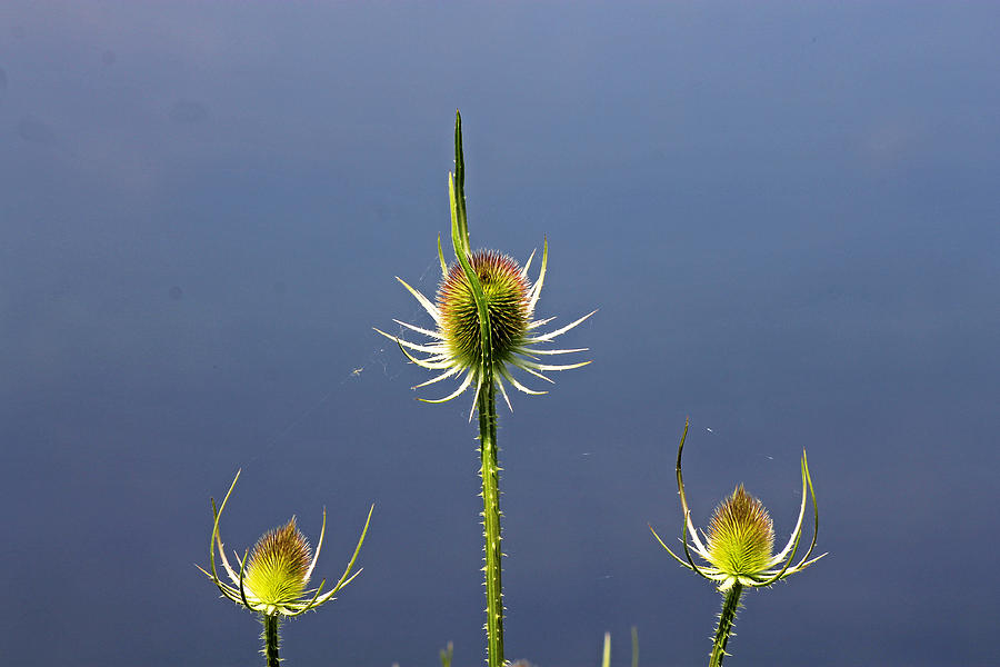 Trio of Teasels Photograph by Tony Murtagh