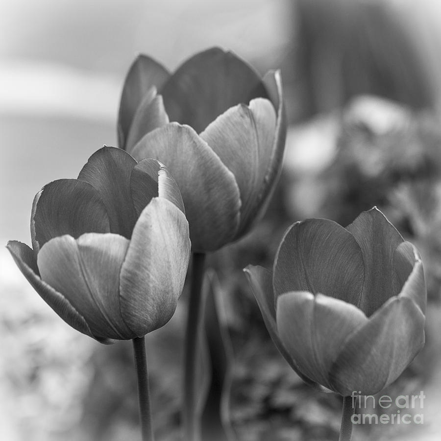 Trio of Tulips. Photograph by Clare Bambers