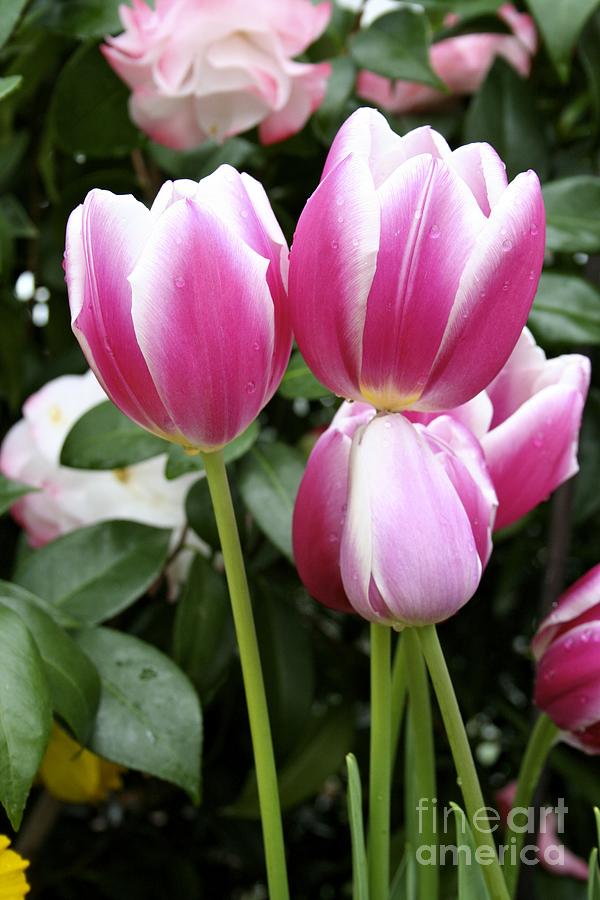 Trio of tulips Photograph by Jim Gillen