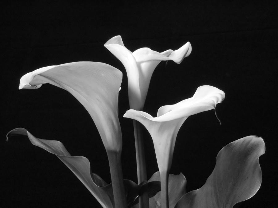 Trio of white Calla Lilies in Black and White Photograph by Harold Rau