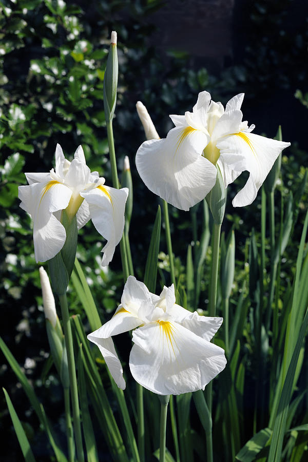 Trio of White Iris Photograph by Harold Rau