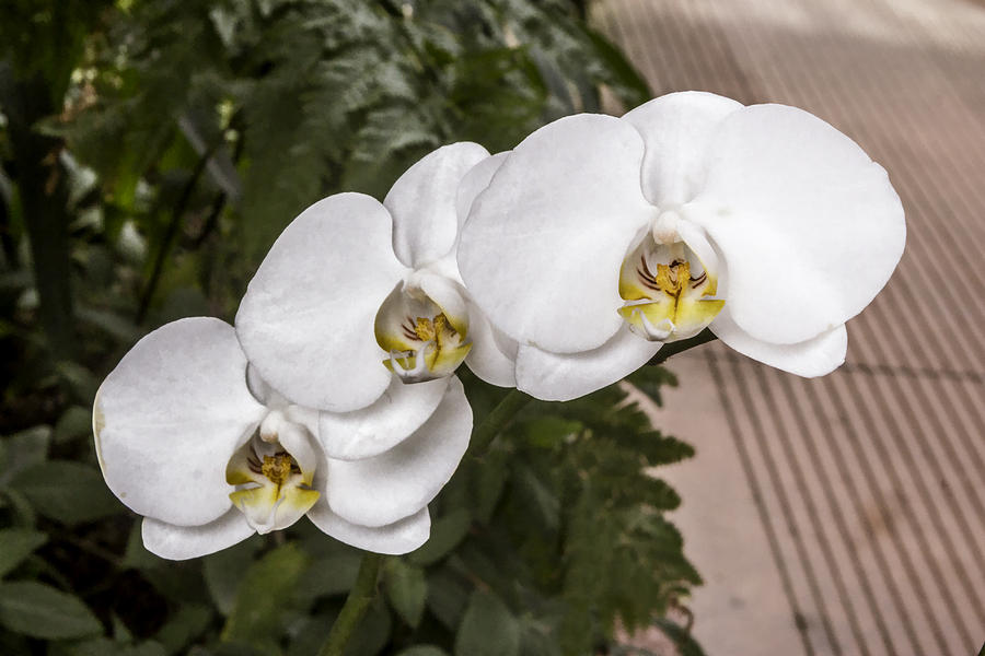 Trio Of White Orchids Digital Art by Photographic Art by Russel Ray Photos